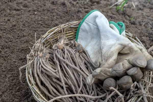 Cesta Con Espárragos Guantes Jardinería — Foto de Stock