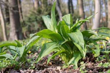 Ormanda yabani sarımsak bitkileri 
