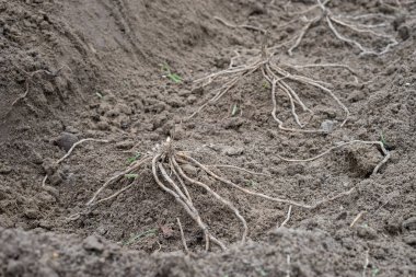 Genç kuşkonmaz bitkileriyle kürek çekin.