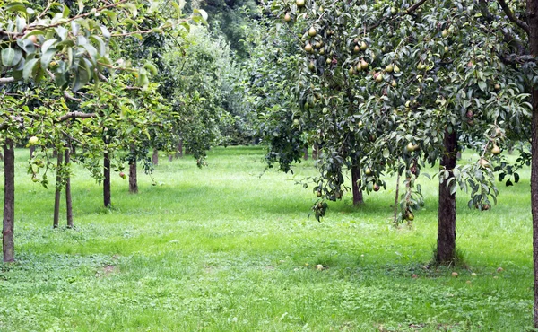 Árboles frutales —  Fotos de Stock