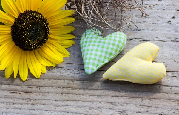 Sunflower — Stock Photo, Image