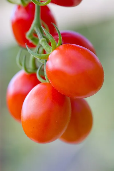 Tomates — Foto de Stock