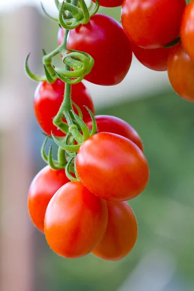 Tomatoes — Stock Photo, Image