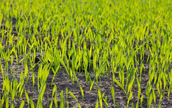 Graan planten — Stockfoto