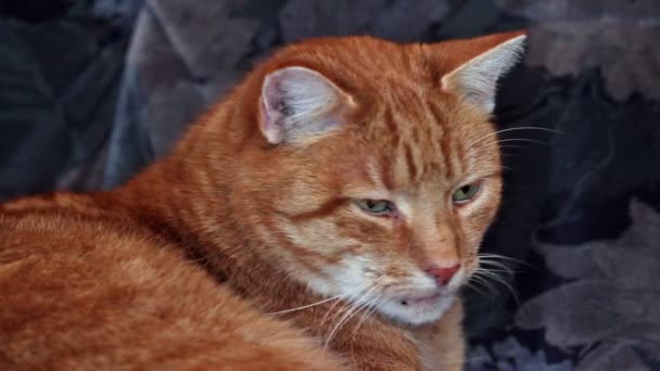 Gato rojo-marrón — Vídeo de stock