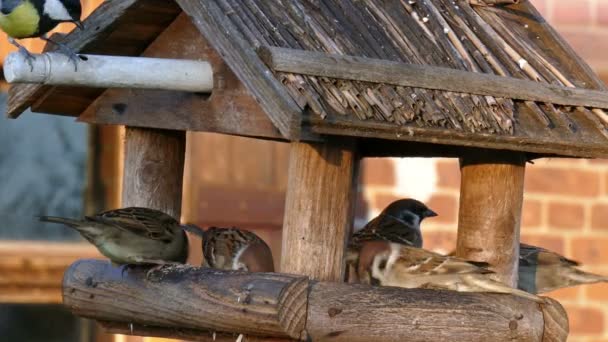 Alimentadores de aves — Vídeo de Stock