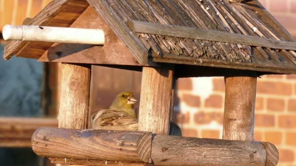 Bird feeders — Stock Video