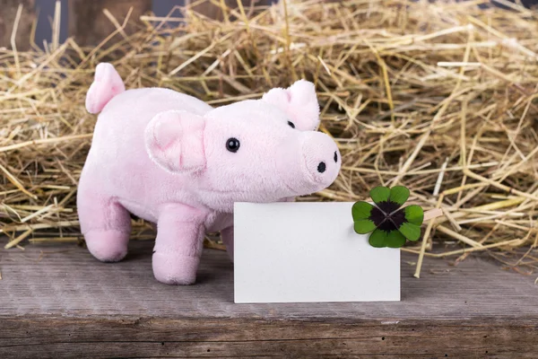 Lucky pig — Stock Photo, Image