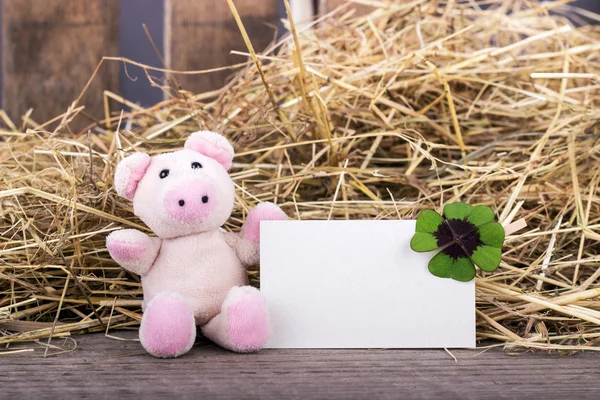 Lucky pig — Stock Photo, Image