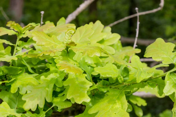 오크 잎 — 스톡 사진