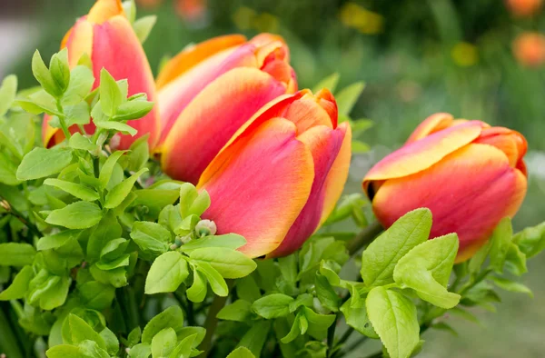 Bouquet — Stock Photo, Image