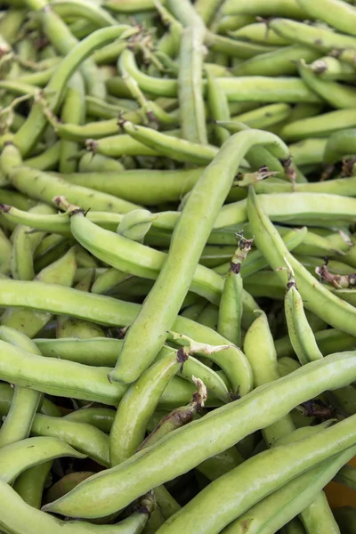 Frijoles anchos — Foto de Stock