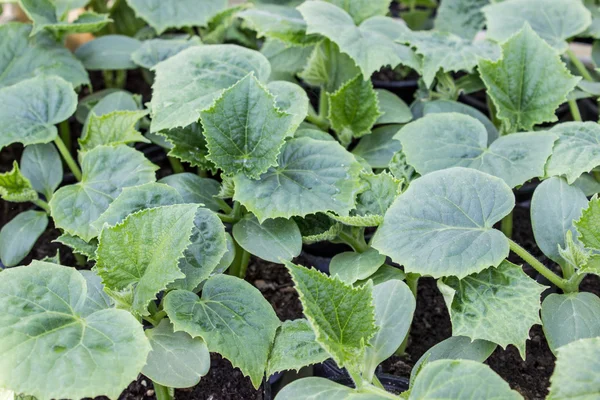 Plantas de pepino — Fotografia de Stock