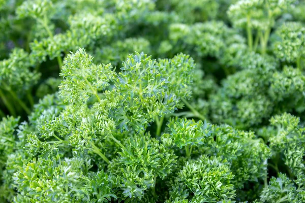 Parsley — Stock Photo, Image