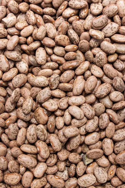 Pinto beans — Stock Photo, Image