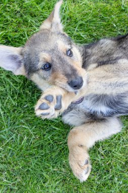 karışık cins köpek