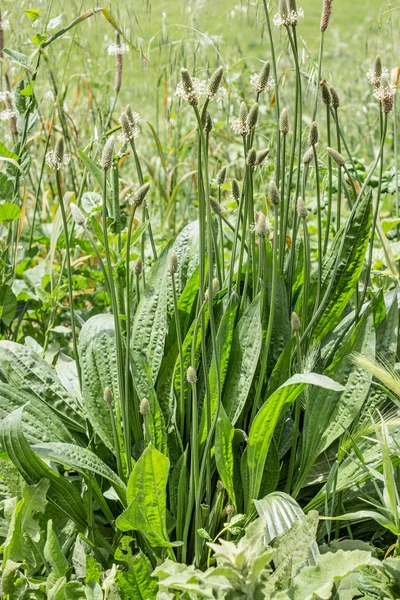 Plantain — Stock fotografie