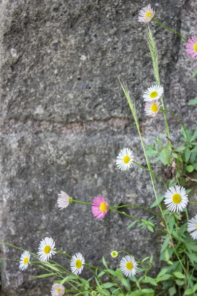 White and pink flowers against a gray stone — Stock Photo, Image