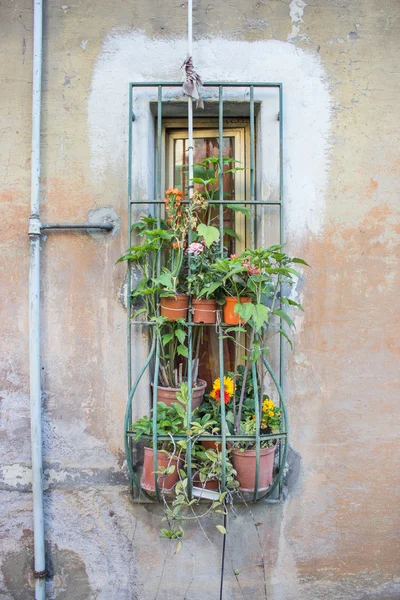 鉢植えの植物 — ストック写真