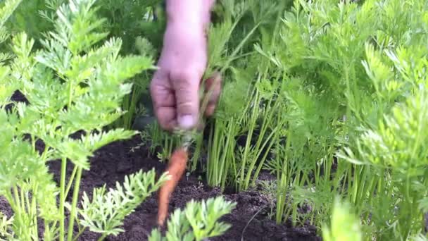 Морковь — стоковое видео
