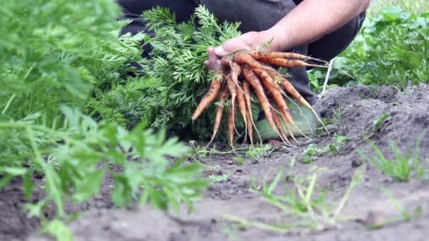 Carrots — Stock Video