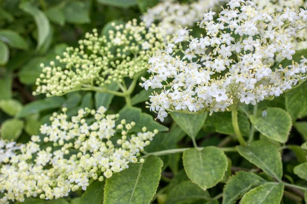 Fiore di sambuco — Foto Stock