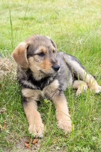 stock image mixed breed dog