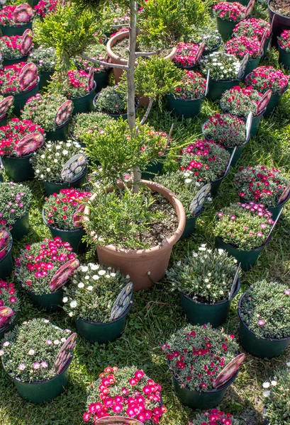 Flower pots — Stock Photo, Image