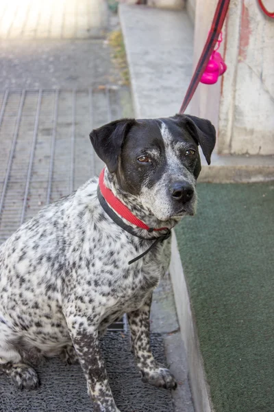 Cão preto e branco — Fotografia de Stock