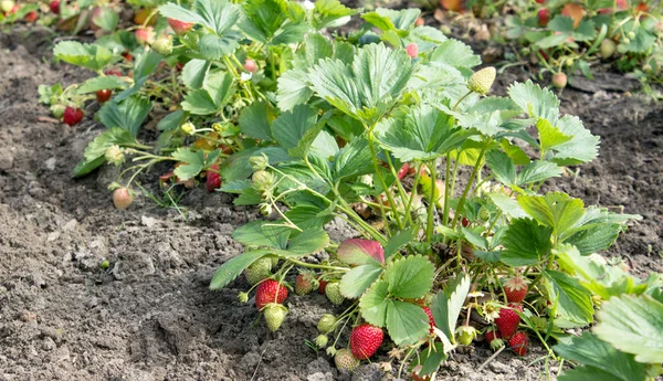 Erdbeeren — Stockfoto