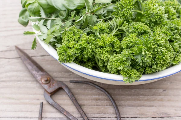 Fresh herbs — Stock Photo, Image