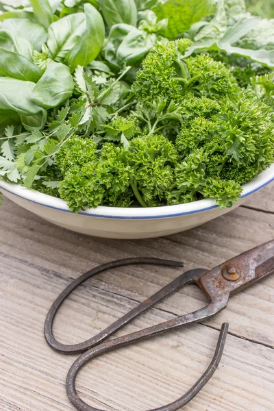 Fresh herbs — Stock Photo, Image