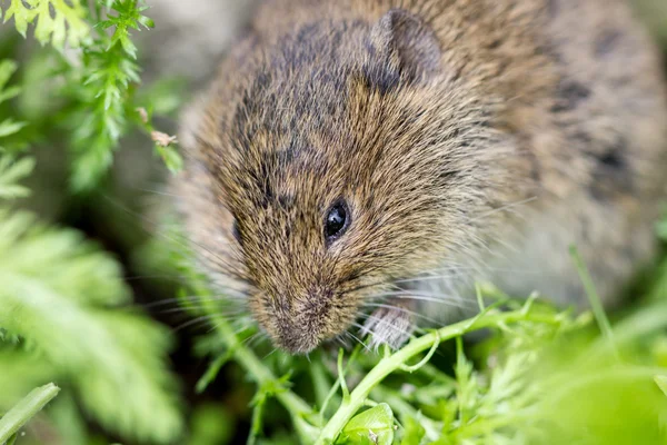 Grijze muis — Stockfoto