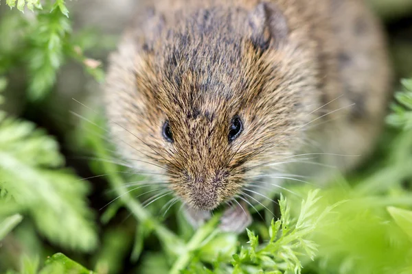 Grijze muis — Stockfoto