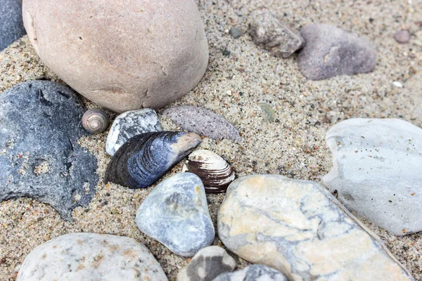 Stones and shells — Stock Photo, Image