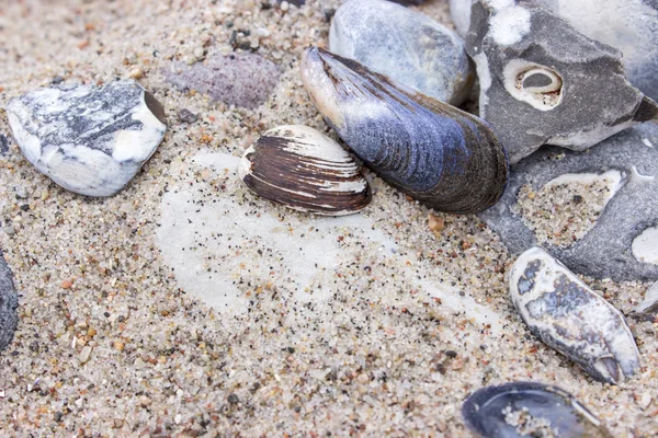 Stones and shells — Stock Photo, Image