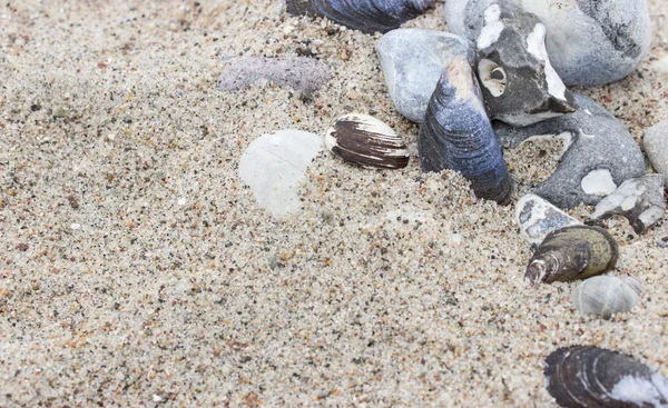 Kövek és kagylók — Stock Fotó