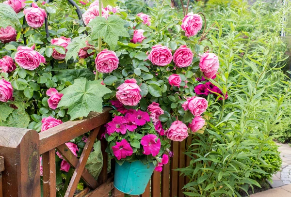 Pink summer flowers — Stock Photo, Image