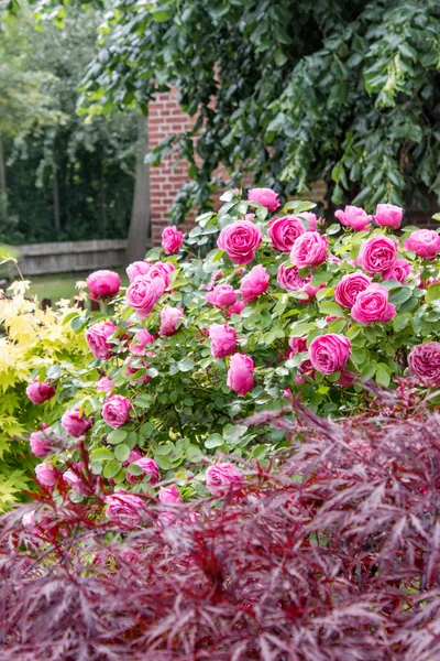 ピンク夏の花 — ストック写真