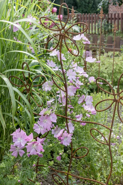 バイオレット アオイ科の植物 — ストック写真