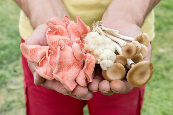 Eetbare paddestoelen — Stockfoto