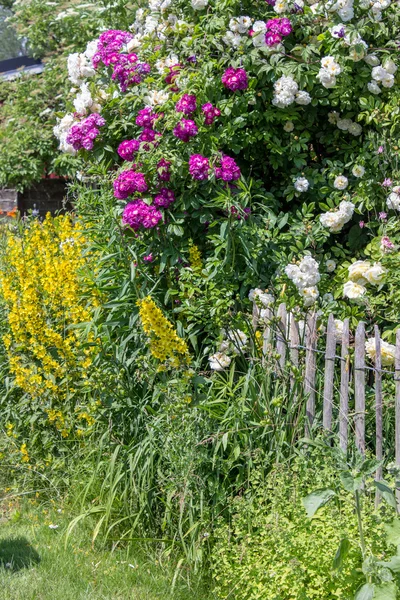 Schöner Garten — Stockfoto