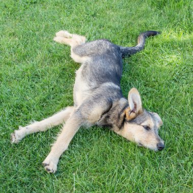 karışık cins köpek