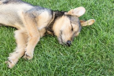 karışık cins köpek