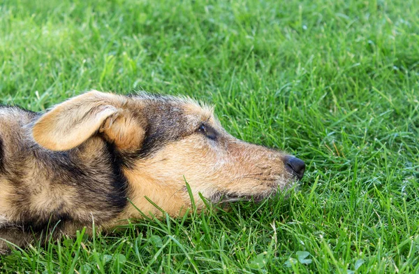 Cão misto — Fotografia de Stock