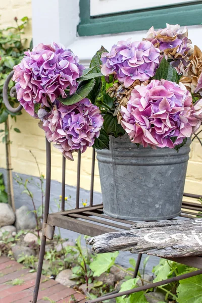 Hydrangeas — Stock Photo, Image