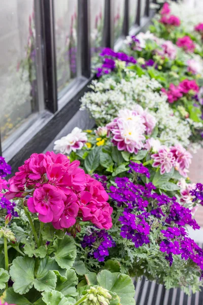 Summer flowers — Stock Photo, Image