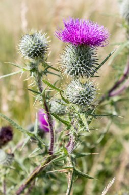 Silybum marianum