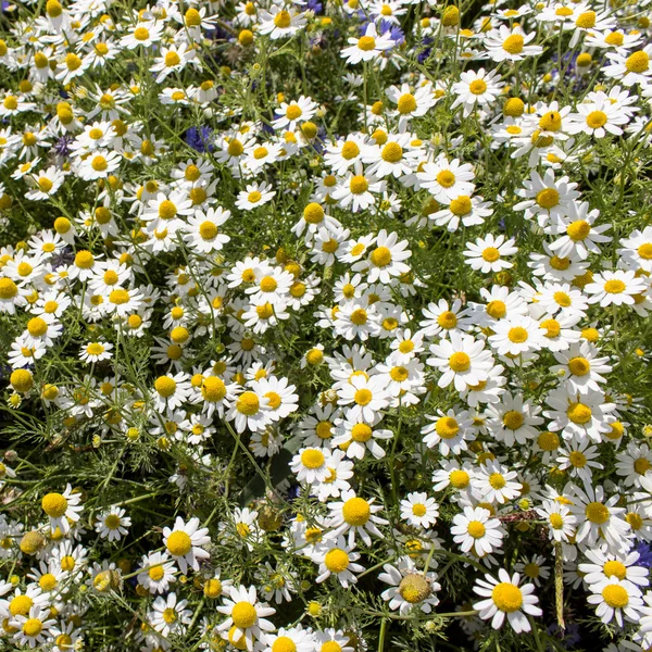 Chamomile — Stock Photo, Image