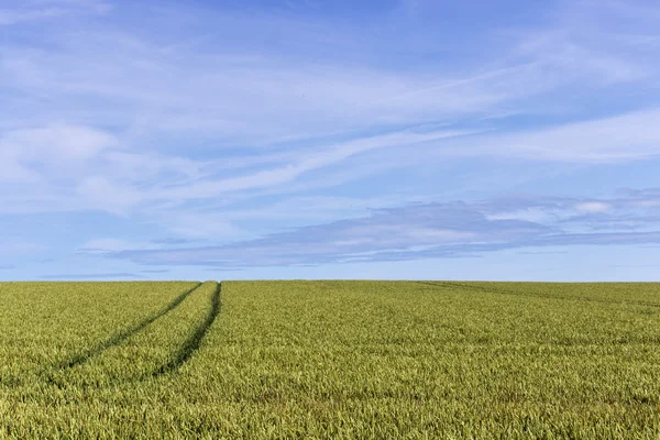 Buğday tarlası — Stok fotoğraf